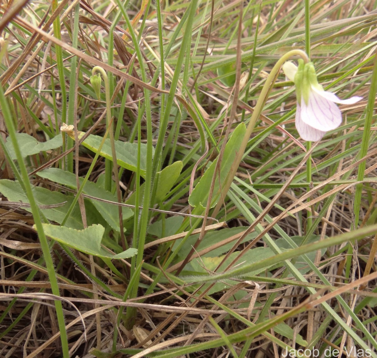 Viola betonicifolia Sm.
